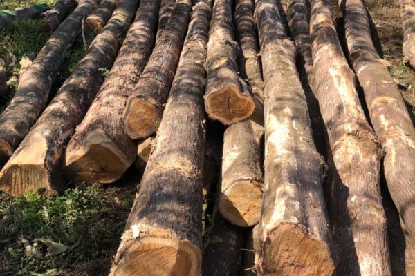 WhatsApp Image 2022-08-16 at 4.09.37 PM